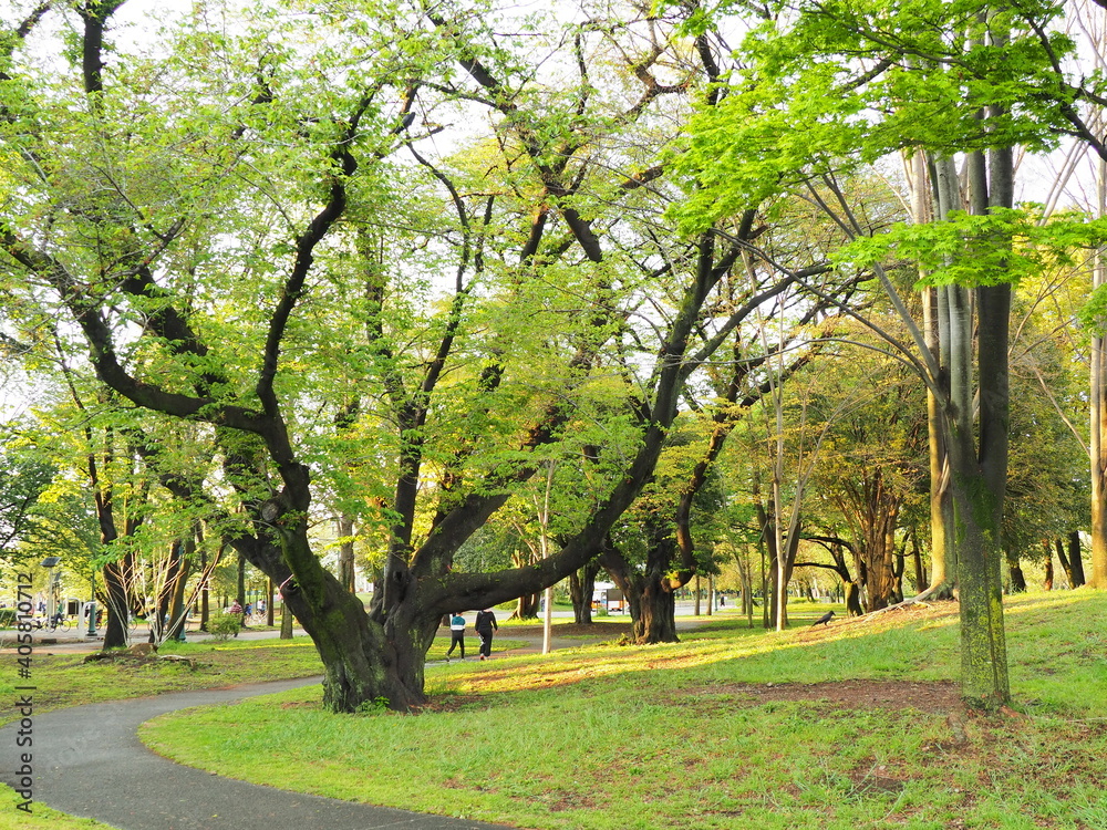 Naklejka premium OLYMPUS DIGITAL CAMERA