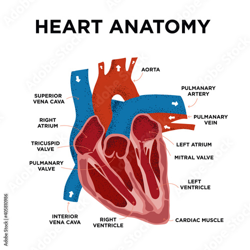 Heart Anatomy diagram. Human Heart Structure. Labelled heart half in doodle style. Part of heart foe education. Hand drew vector illustration.