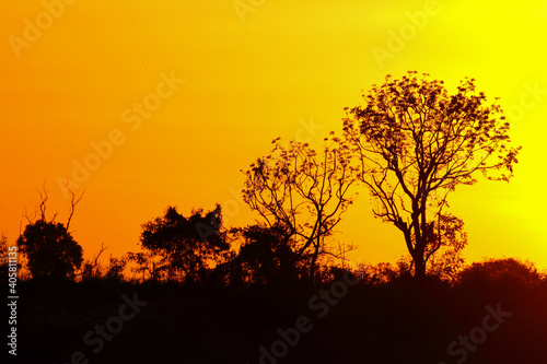 Beautiful silhouette of trees at sunset, Nature background