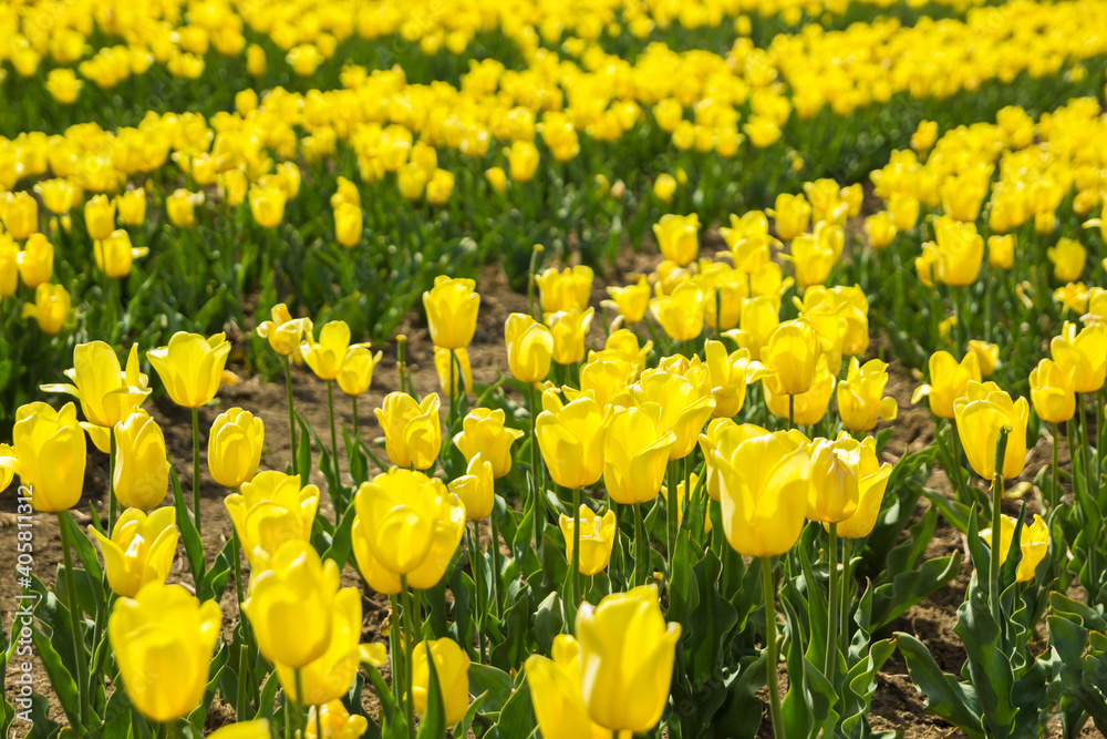 Large field of yellow colored tulip flowers. Beautiful floral background of bright tulips blooming in the garden in the middle of a sunny spring day. Large field of yellow colored tulip flowers. Beautiful floral background of bright tulips blooming in the garden in the middle of a sunny spring day.