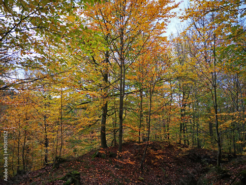 bunter Herbstwald 