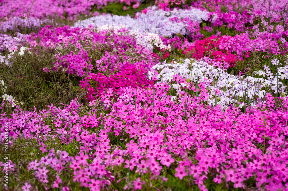 Phlox subulata, small purple flowers, Carpet of flowers
Phlox subulata, small purple flowers, Carpet of flowers