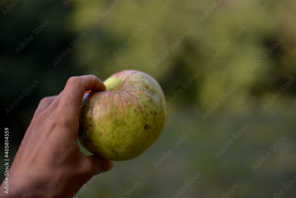 a very huge green apple in the hand. autumn harvest in the orchard. Malus pumila organic fruit at the farm a very huge green apple in the hand. autumn harvest in the orchard. Malus pumila organic fruit at the farm