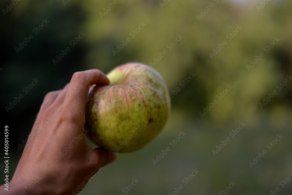 a very huge green apple in the hand. autumn harvest in the orchard. Malus pumila organic fruit at the farm a very huge green apple in the hand. autumn harvest in the orchard. Malus pumila organic fruit at the farm