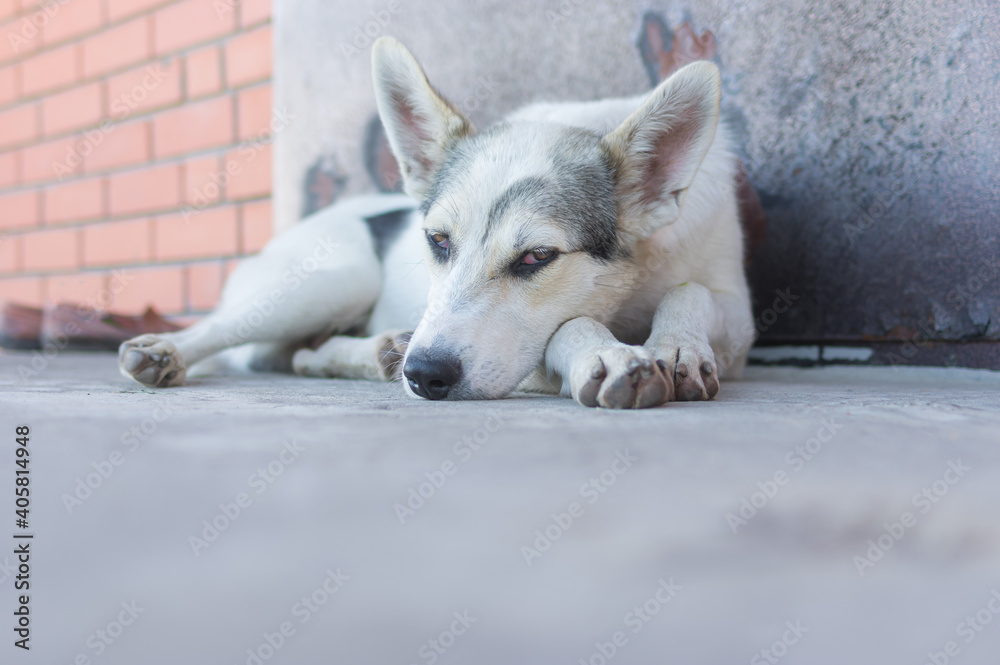 Obraz premium Big young dog resting and guarding with opened eyes on a threshold