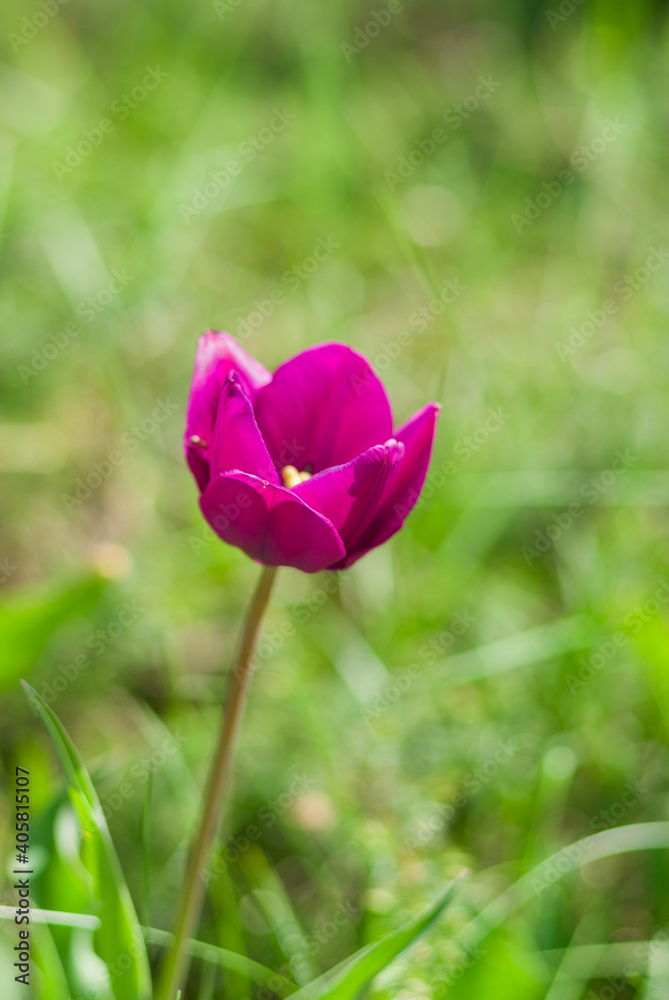 Lonely pink tulip among green grass close-up at spring season