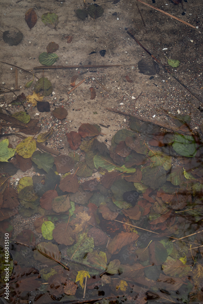 Fallen autumn leaves at the bottom of the lake in clear water Fallen autumn leaves at the bottom of the lake in clear water