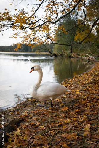 Beautiful white swans swim in the lake. Yellow autumn leaves on the trees. Forest.