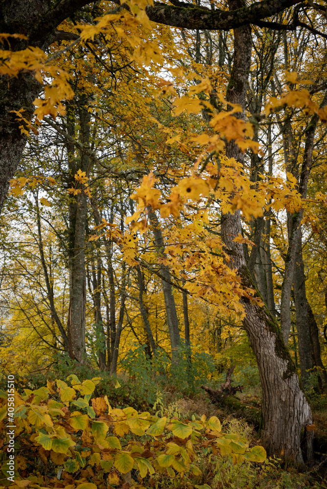 Bright yellow leaves in the autumn forest.
