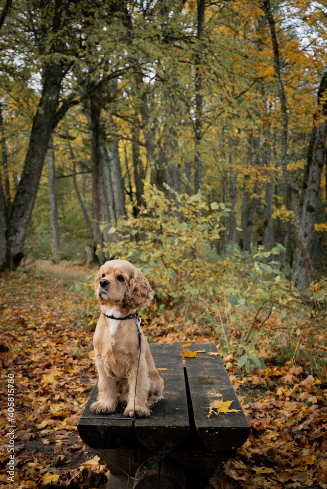 A dog in the forest near the lake is waiting for its owners. American cocker spaniel.