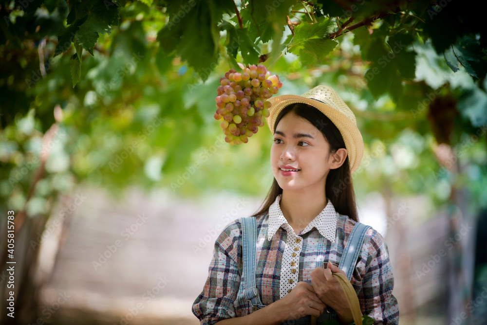 Asian young woman picking grape during wine harvest