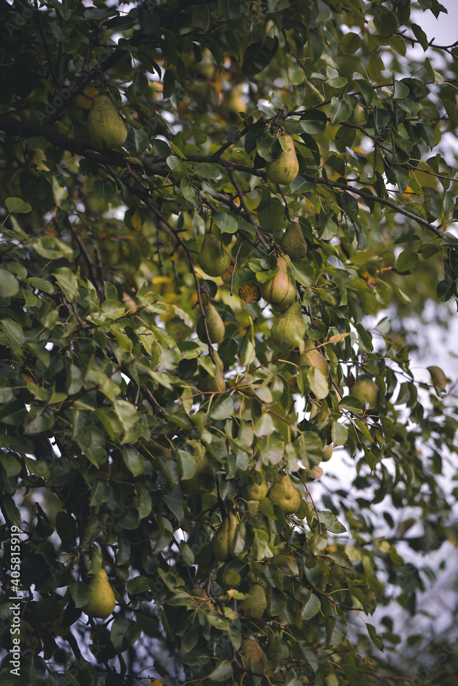 delicious pears in the orchard tree. pyrus communis fruits at the farm in the village delicious pears in the orchard tree. pyrus communis fruits at the farm in the village