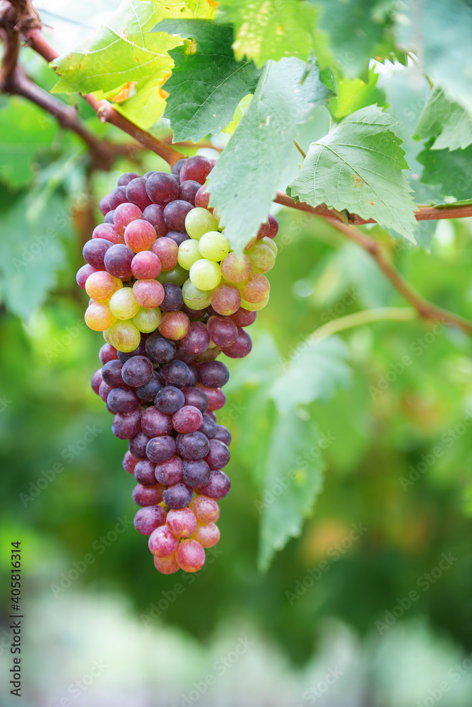 Red grapes on the tree of the garden