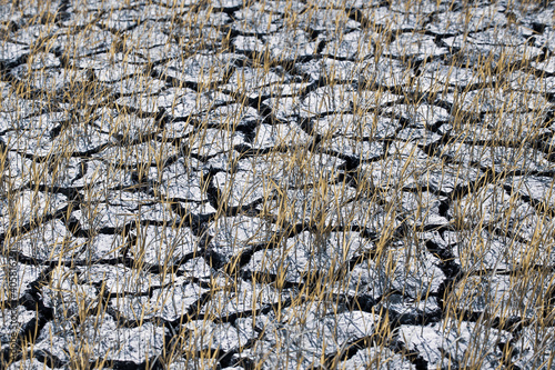 Cultivation without water Causing the seedlings to die