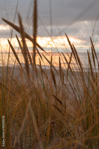 Golden ears of wheat. Sea, sunset, abstraction.