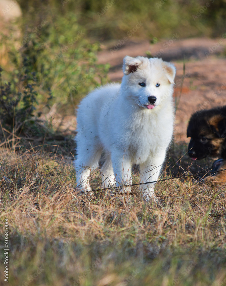 Siberian Husky Puppy Siberian Husky Puppy