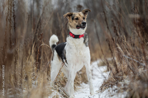 Mixed breed shepherd dog standing in winter field