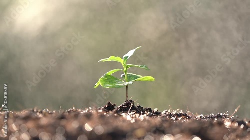 Coffee trees reborn in the farmland A soft morning sun shines on the coffee seedlings and a soft drop of water.
