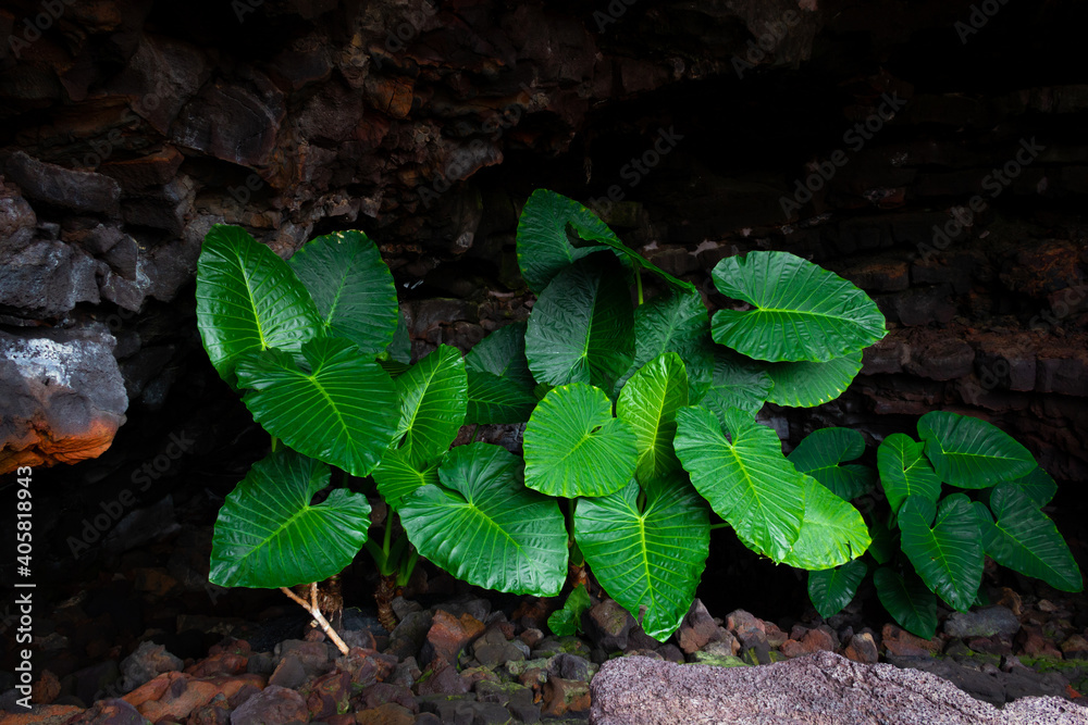 Giant green plant leaves on cave entrance. Light on natural flora environment on volcanic dark area. Hope, life concepts Giant green plant leaves on cave entrance. Light on natural flora environment on volcanic dark area. Hope, life concepts