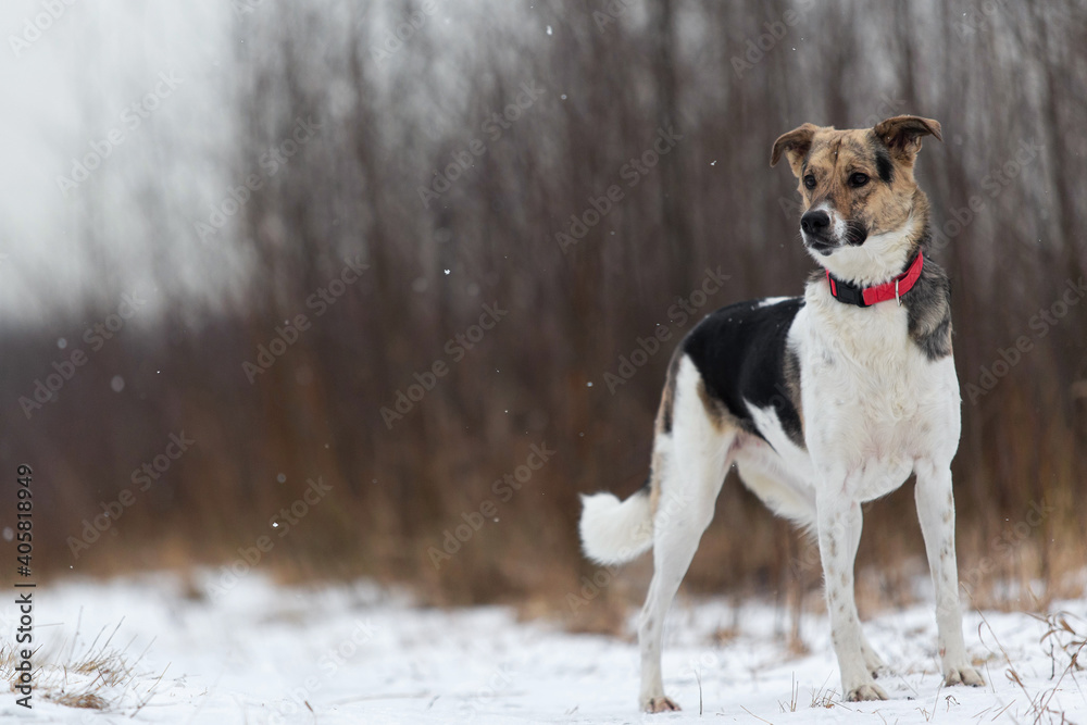 Mixed breed shepherd dog walking in winter field
