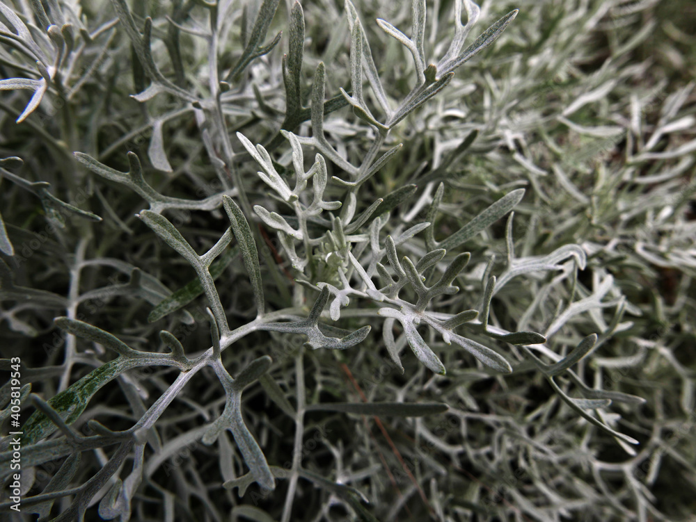 immagine di bella pianta argentea in campagna