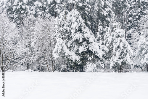 Coniferous trees in the snow in the winter forest. Beautiful winter landscape of snow-covered forest