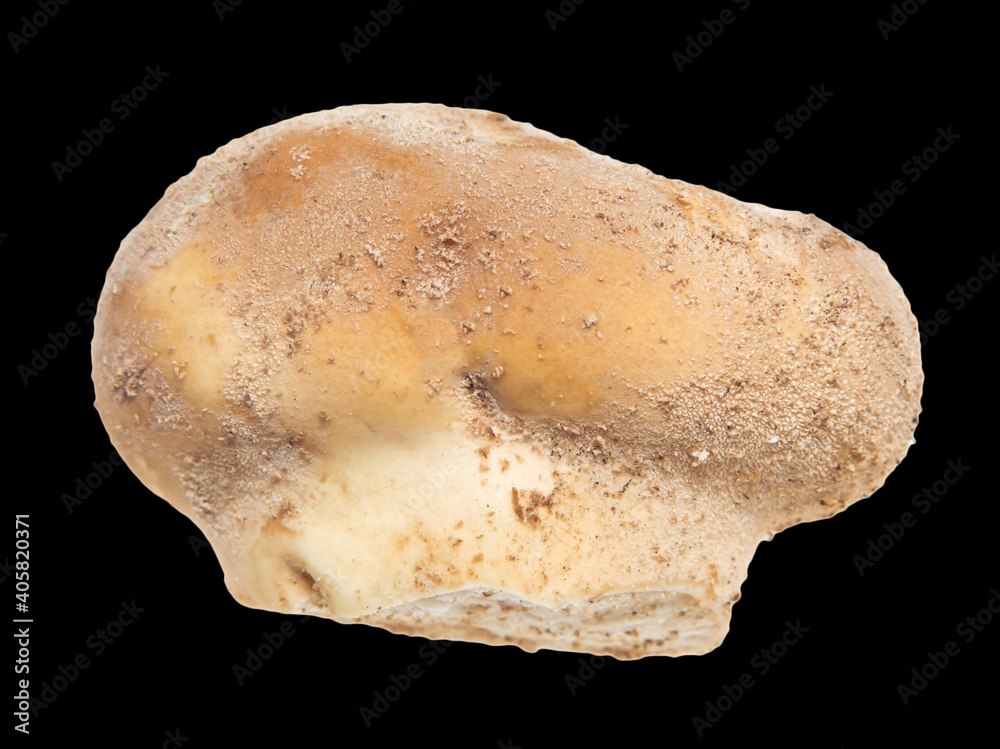 Close-up of a mushroom slicker isolated on a black