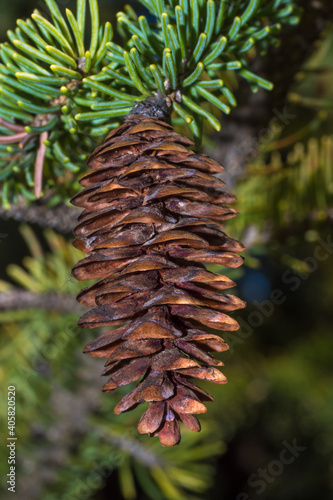 Growth of baby pinecone on pine tree in the springtime