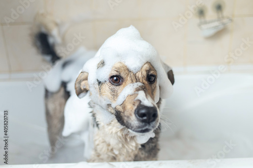 A dog taking a shower with soap and water photo