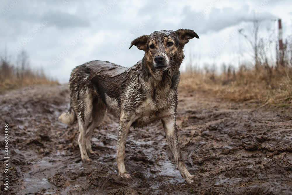 Very dirty and wet mixed breed shepherd dog Very dirty and wet mixed breed shepherd dog