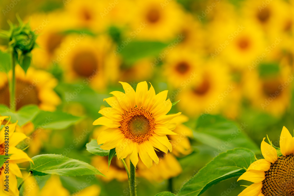 Fototapeta premium Sunflowers blooming in the field
