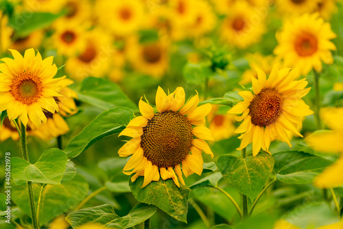 Fototapeta Naklejka Na Ścianę i Meble -  Sunflowers blooming in the field