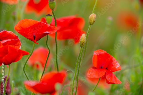 Poppy flowers field close-up and macro