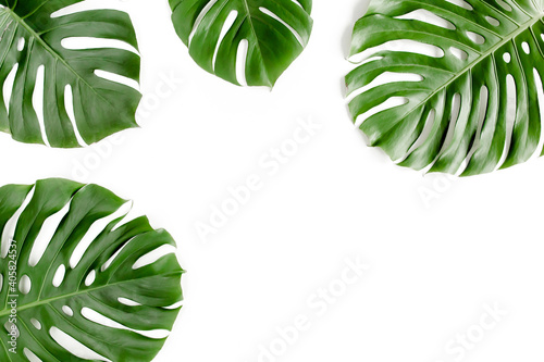 Tropical palm leaves Monstera on white background. Flat lay, top view.