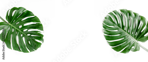 Banner of green tropical palm leaves Monstera on white background. Flat lay, top view.