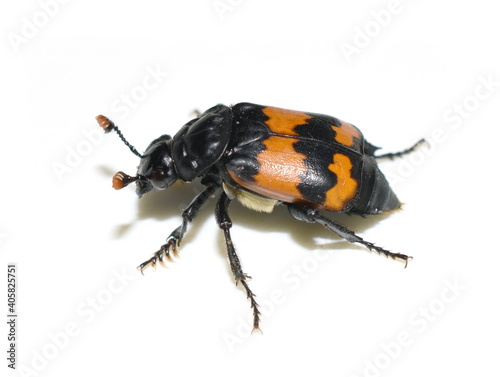 Black and orange carrion beetle Nicrophorus sp. on white background photo