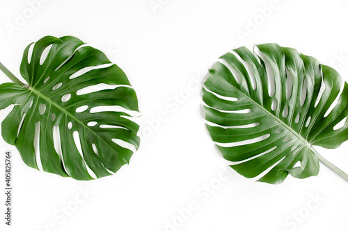 Tropical palm leaves Monstera on white background. Flat lay, top view.
