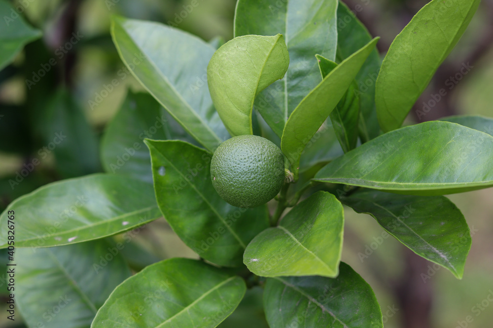 A small orange tree in the garden. A small orange tree in the garden.