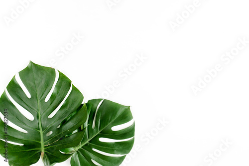 Tropical palm leaves Monstera on white background. Flat lay  top view.