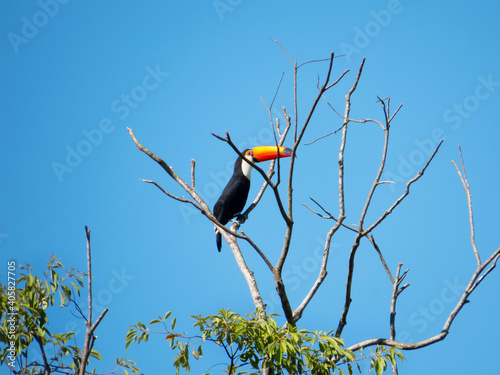 Toco Toucan, Ramphastos Toco, Giant Toucan, perched on the branch of the tree, in the interior of Rio de Janeiro, Brazil © AGPhotography