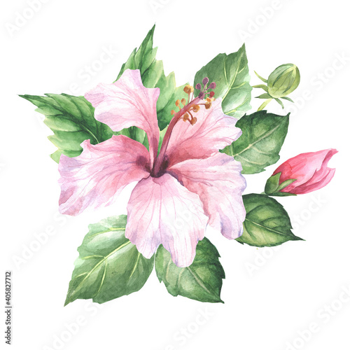 watercolor hibiscus with bud