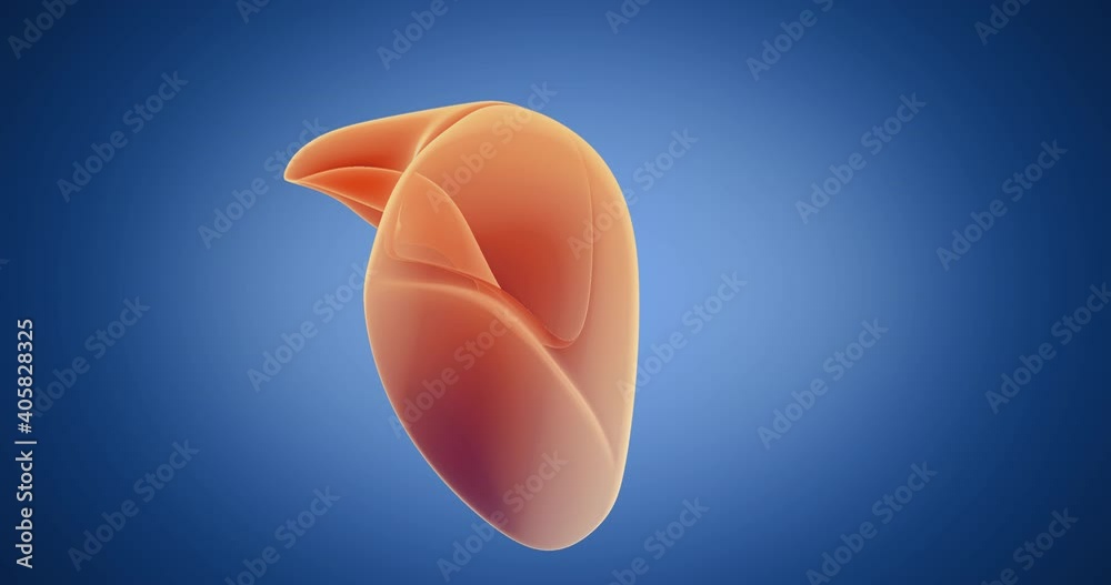 Liver x-ray style, internal organs 3D render, anatomy of the human body, blue background Liver x-ray style, internal organs 3D render, anatomy of the human body, blue background