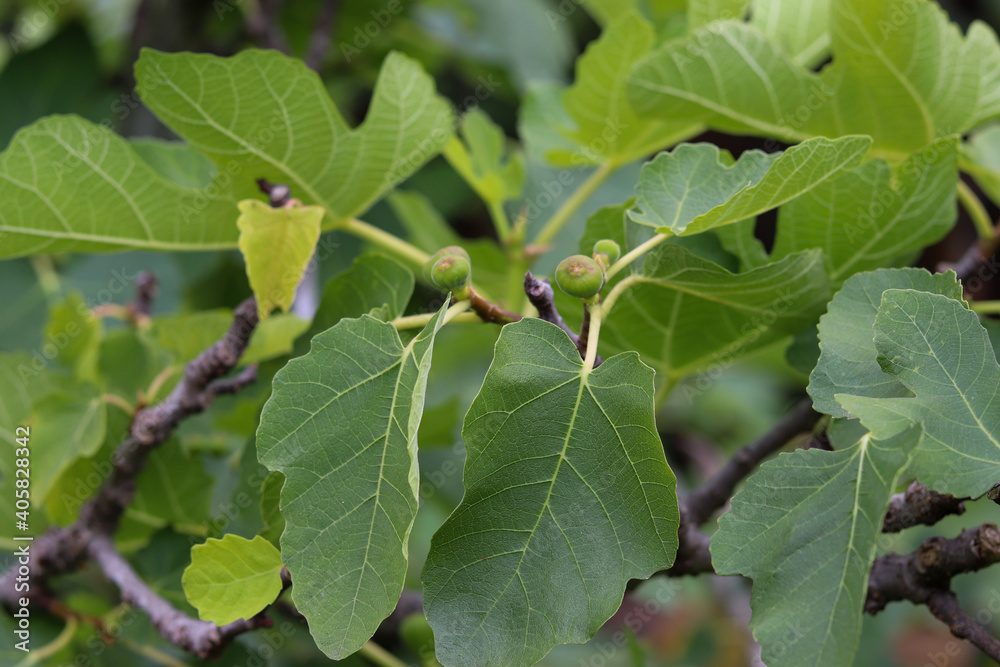A beautiful fig tree laden with figs. A beautiful fig tree laden with figs.