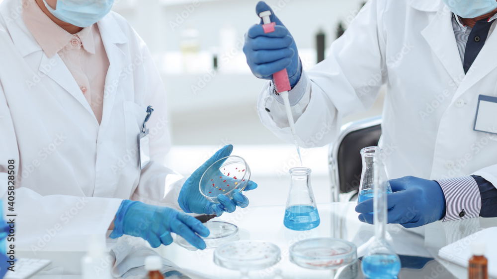 Fototapeta premium Microbiology scientists examining bacteria in a Petri dish.