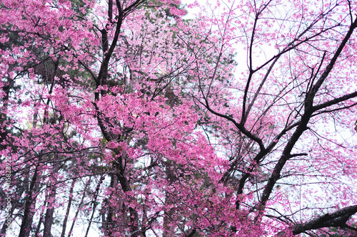 Pink flowers in the forest against a bright sky