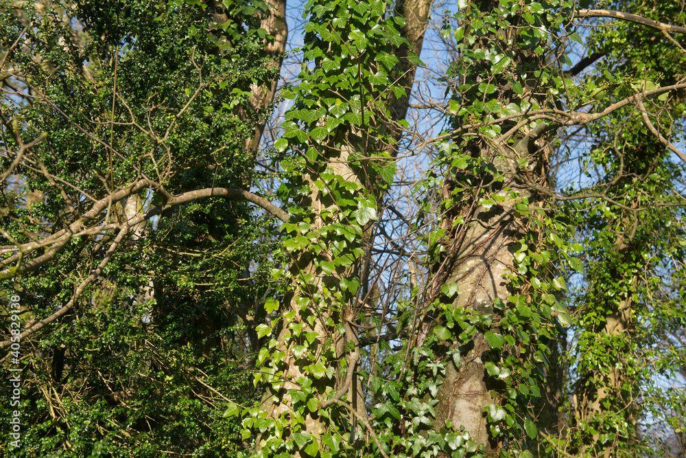 Fototapeta premium Bright Winter Sunlight on Wild Ivy (Hedera helix) Growing up a Fence Post in Woodland in Rural Devon, England, UK