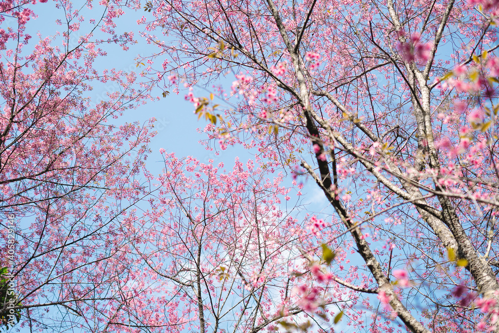 Pink flowers in the forest against a bright sky Pink flowers in the forest against a bright sky