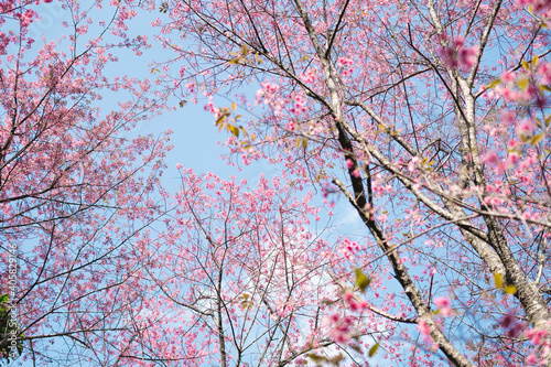 Pink flowers in the forest against a bright sky © artrachen