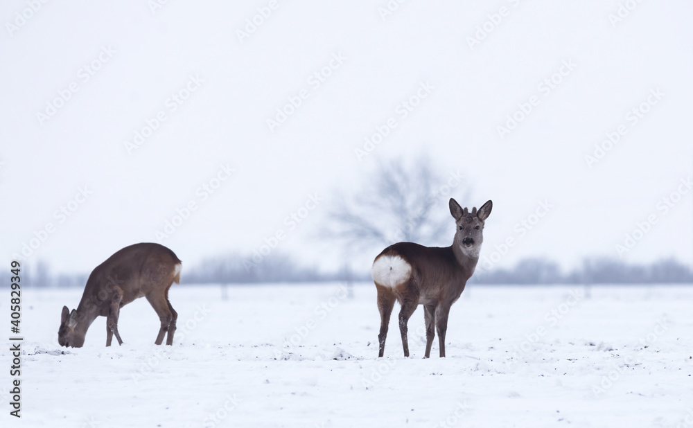 Group of delicate wild deer (dama dama) in winter landscape, on the field outside the forest. Selective focus Group of delicate wild deer (dama dama) in winter landscape, on the field outside the forest. Selective focus