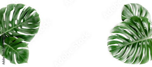 Banner of green tropical palm leaves Monstera on white background. Flat lay  top view.